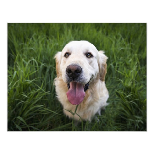 Lächelnd Golden Retriever Fotodruck (Vorne)