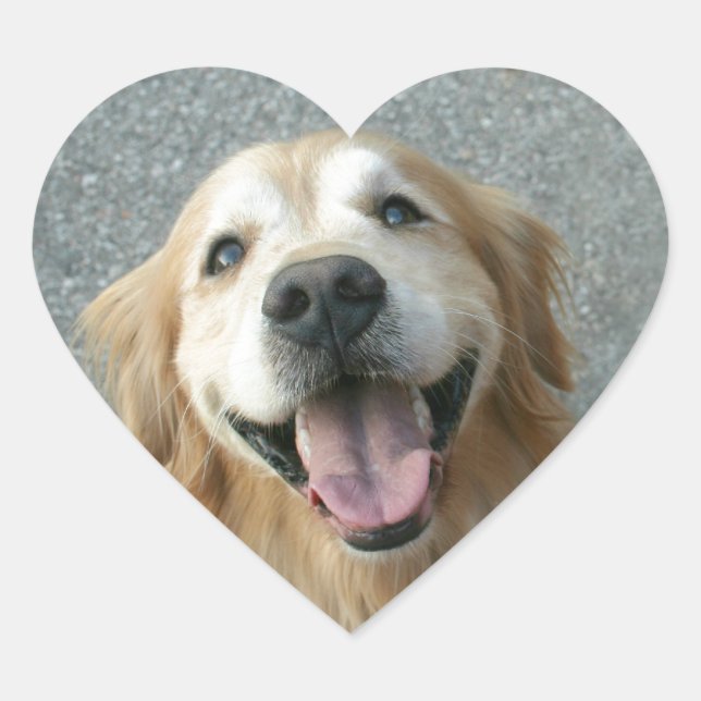 Lächelnd Golden Retriever Herz-Aufkleber (Vorderseite)