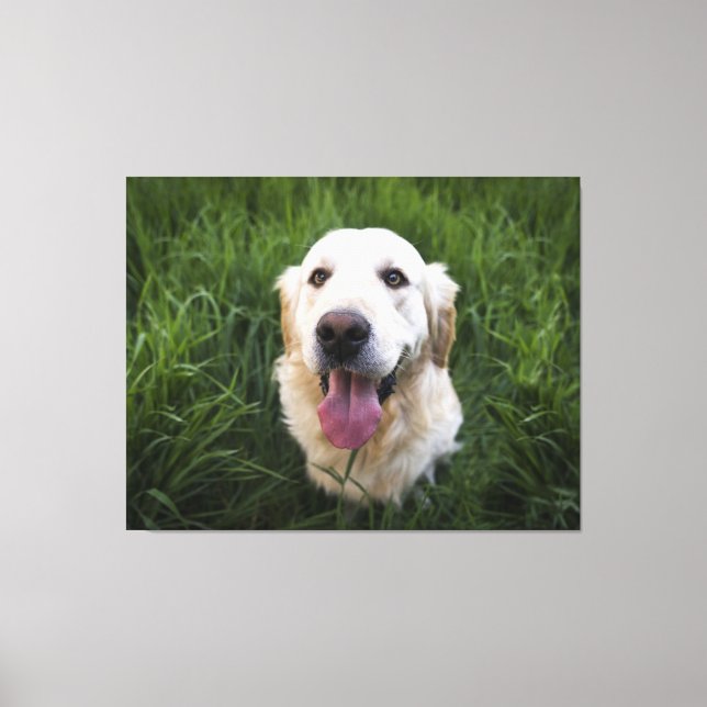 Lächelnd Golden Retriever Leinwanddruck (Vorderseite)