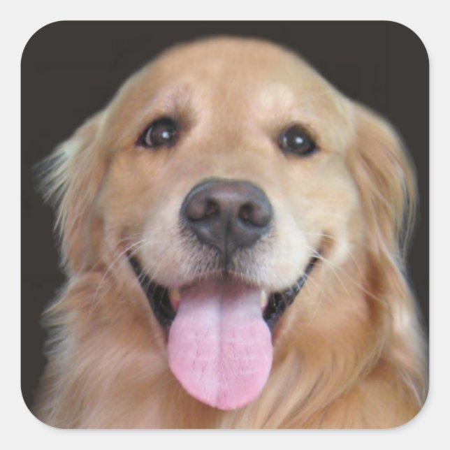 Lächelnd Golden Retriever Quadratischer Aufkleber (Vorderseite)