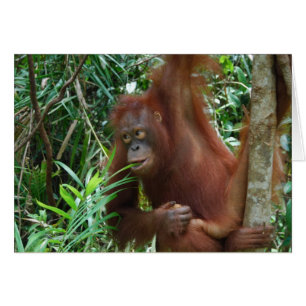 Lächelnd Orangutan