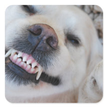 Lächelnd Retriever
