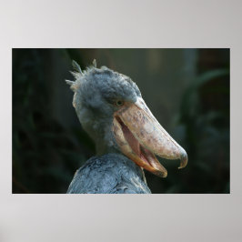 Lächelnd Shoebill Poster