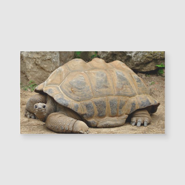 Lächelnd Tortoise Blank Magnetkarte (Vorderseite)