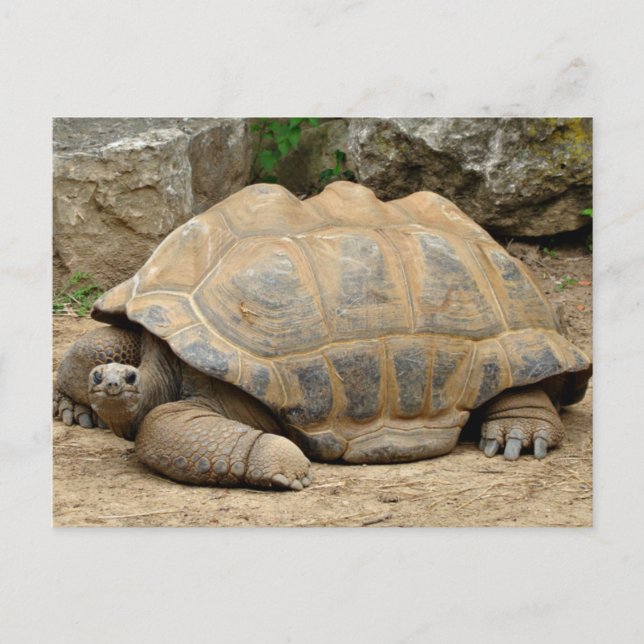 Lächelnd Tortoise Danke Karte (Vorderseite)