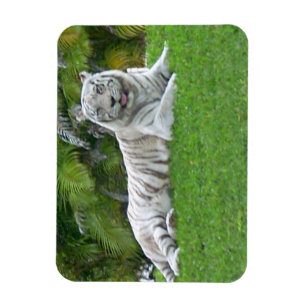 Lächelnd weiße Tiger und Palmen Magnet