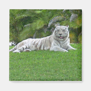 Lächelnd weiße Tiger und Palmen Magnet