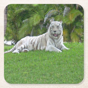 Lächelnd weiße Tiger und Palmen Rechteckiger Pappuntersetzer