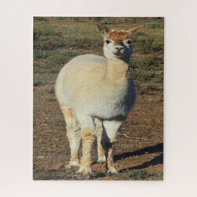 Lächelnd weißes Alpaca, (Vertikal)