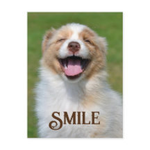 Lächelnd Welpe Hund Funny Animal Smile Postkarte