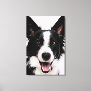 Lächelnde Border-Collie Getty Bild- A Leinwanddruck