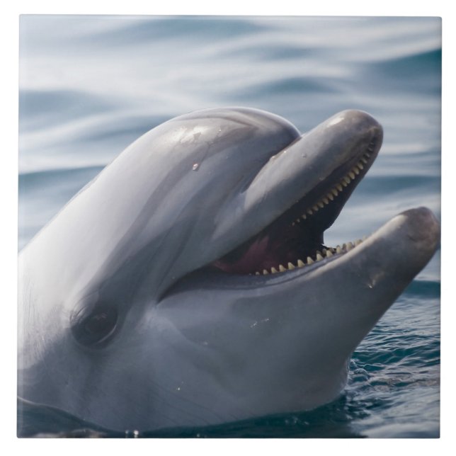 Lächelnde Dolphin Fliese (Vorderseite)