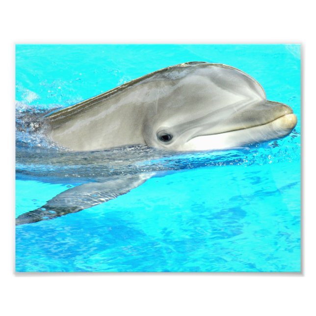 Lächelnde Dolphin Fotodruck (Vorne)