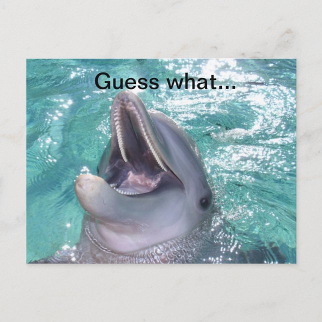Lächelnde Dolphin Postkarte (Vorderseite)