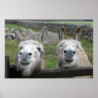 lächelnde Donkeys