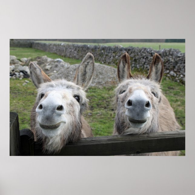 lächelnde Donkeys Poster (Vorne)