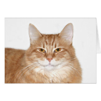 Lächelnde Katze
