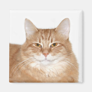 Lächelnde Katze Magnet