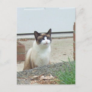 Lächelnde Katze Postkarte