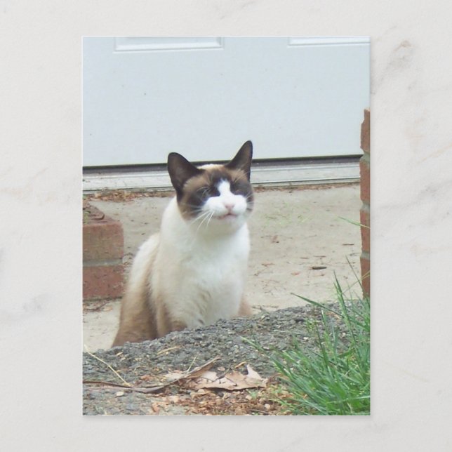 Lächelnde Katze Postkarte (Vorderseite)