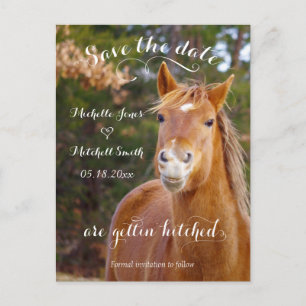 Lächelnde Pferde Save the Date Postkarten