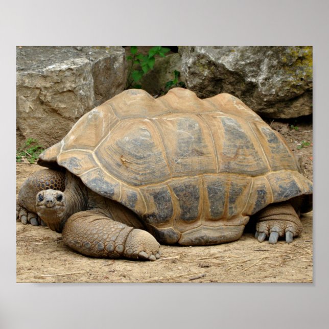 Lächelnde Schildkröte  Poster (Vorne)