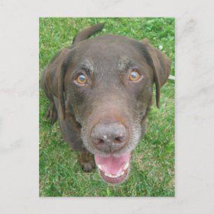 Lächelnde Schokolade Labrador Retriever Postkarten