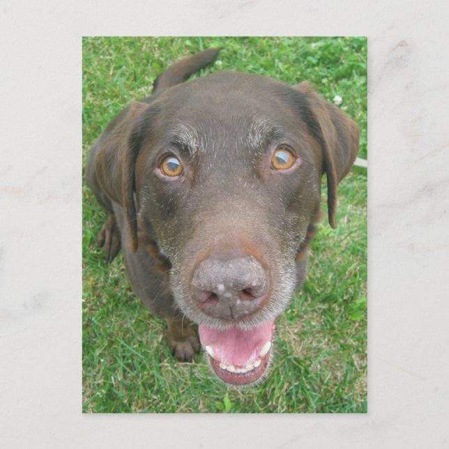 Lächelnde Schokolade Labrador Retriever Postkarten (Vorderseite)