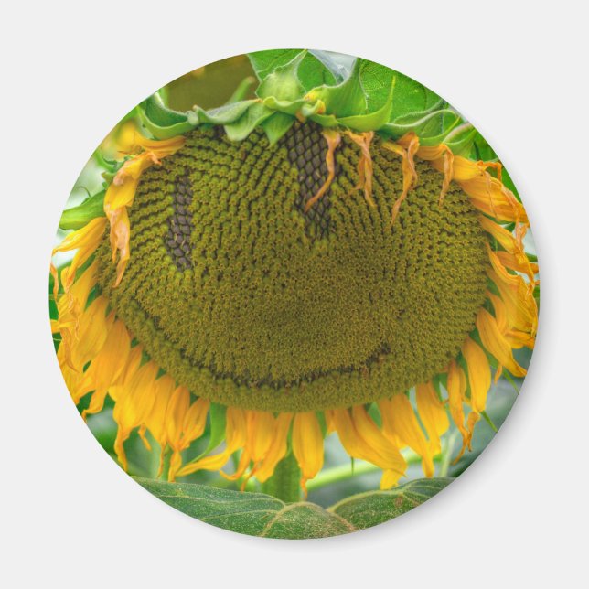 Lächelnde Sonnenblume Magnet (Vorne)