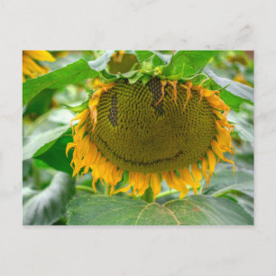 Lächelnde Sonnenblume Postkarte