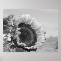 Lächelnde Sonnenblumen Schwarz-weiß drucken