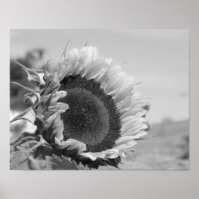 Lächelnde Sonnenblumen Schwarz-weiß drucken Poster (Vorne)