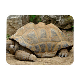 Lächelnde Tortoise Magnet