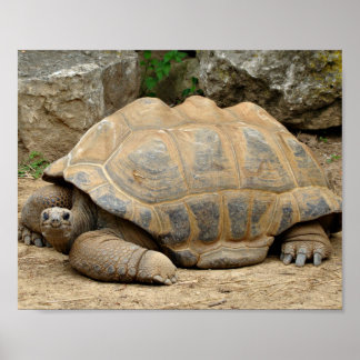 Lächelnde Tortoise Poster