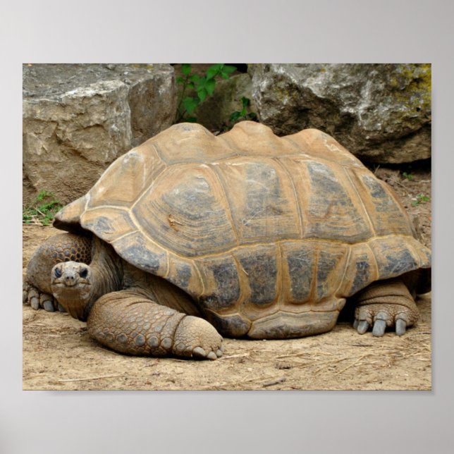 Lächelnde Tortoise Poster (Vorne)