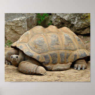 Lächelnde Tortoise Poster