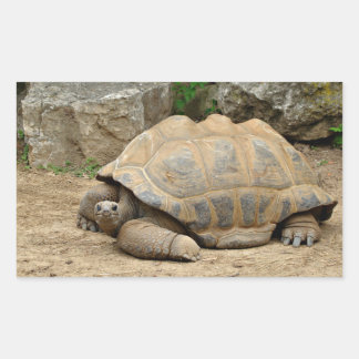 Lächelnde Tortoise Rechteckiger Aufkleber