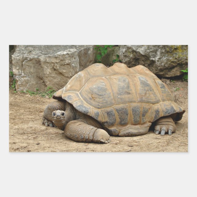 Lächelnde Tortoise Rechteckiger Aufkleber (Vorderseite)