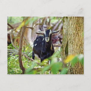 lächelnde Ziege Postkarte