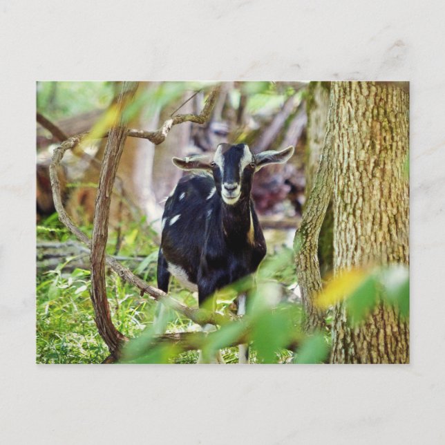 lächelnde Ziege Postkarte (Vorderseite)