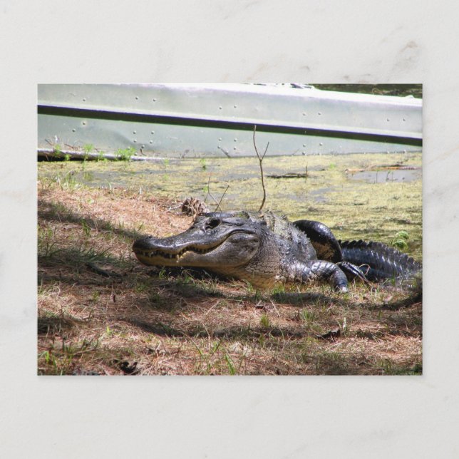Lächelnder Alligator - Postkarte (Vorderseite)