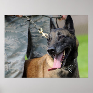 Lächelnder Belgier Malinois Hund Poster