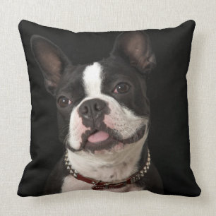 Lächelnder Boston-Terrier mit Kragen Kissen