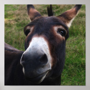 Lächelnder Esel-Druck Poster