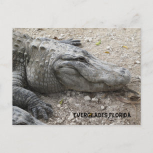 Lächelnder Gator Postkarte