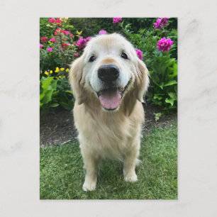 Lächelnder Golden Retriever mit Blumen Vielen Dank Postkarte