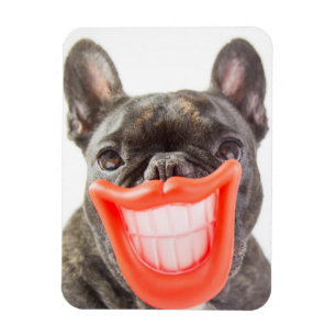 Lächelnder Hund Getty Bild- A Magnet