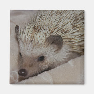 Lächelnder Igel Magnet