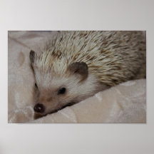 Lächelnder Igel