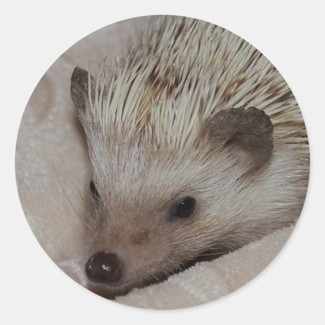 Lächelnder Igel Runder Aufkleber (Vorderseite)